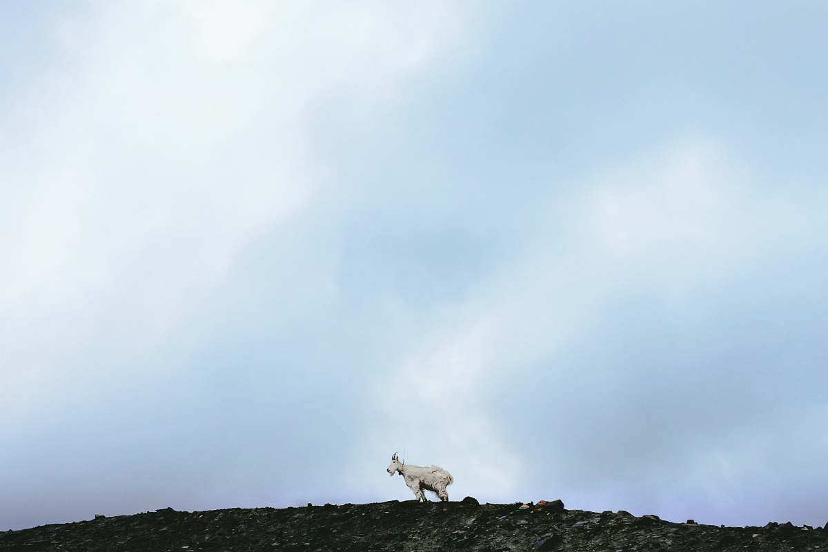 going-to-the-sun road shallow focus photo of white animal west glacier